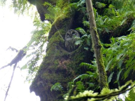 Barred owl on nest in tree.