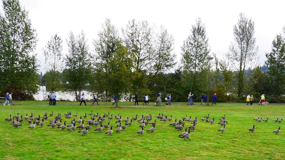 Oct 11 2014 walkers and geese at Willamette park