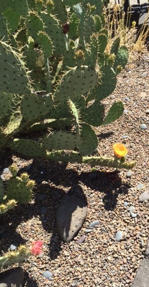 Walkers on the June SW Trails urban hike noticed a cactus blooming in Portland.  After passing the cactus the group walked through the Riverview Natural Area and were impressed by the extent of this new Portland Park.