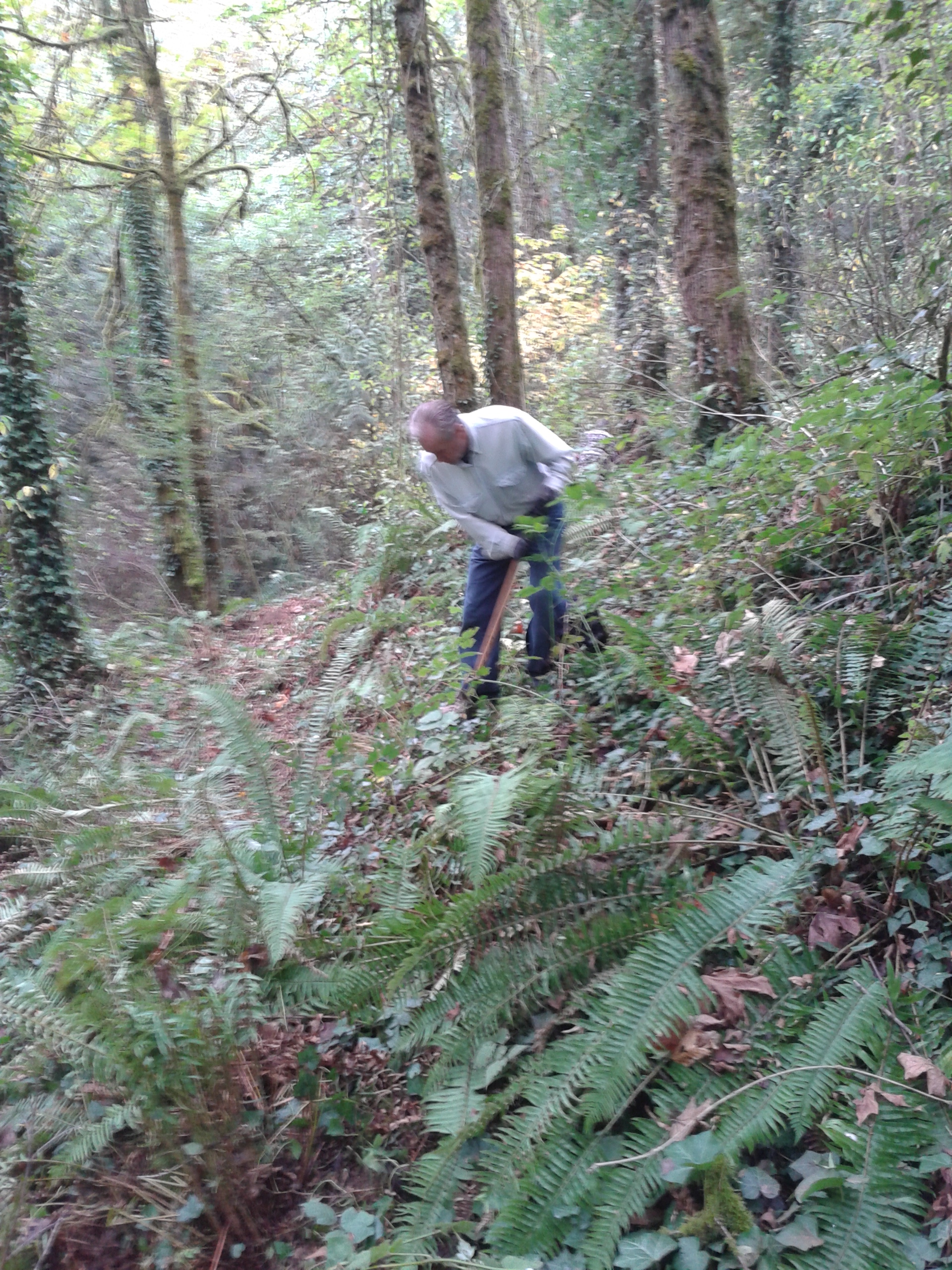 New alignment for trail that is not as steep as previous trail.  SW Trails volunteer is transplanting sword ferns that are in trail alignment.