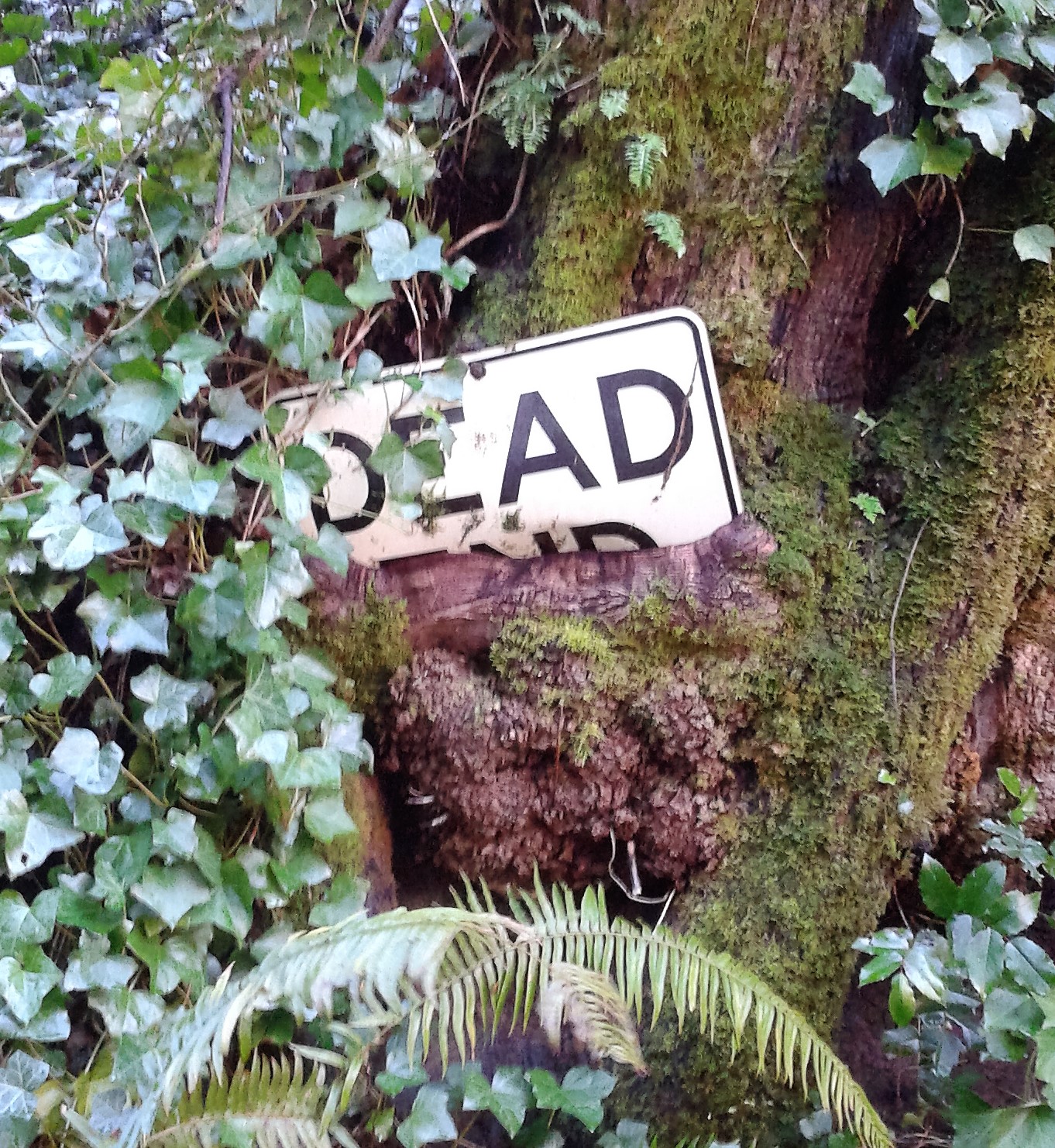 Tree eats Dead End sign