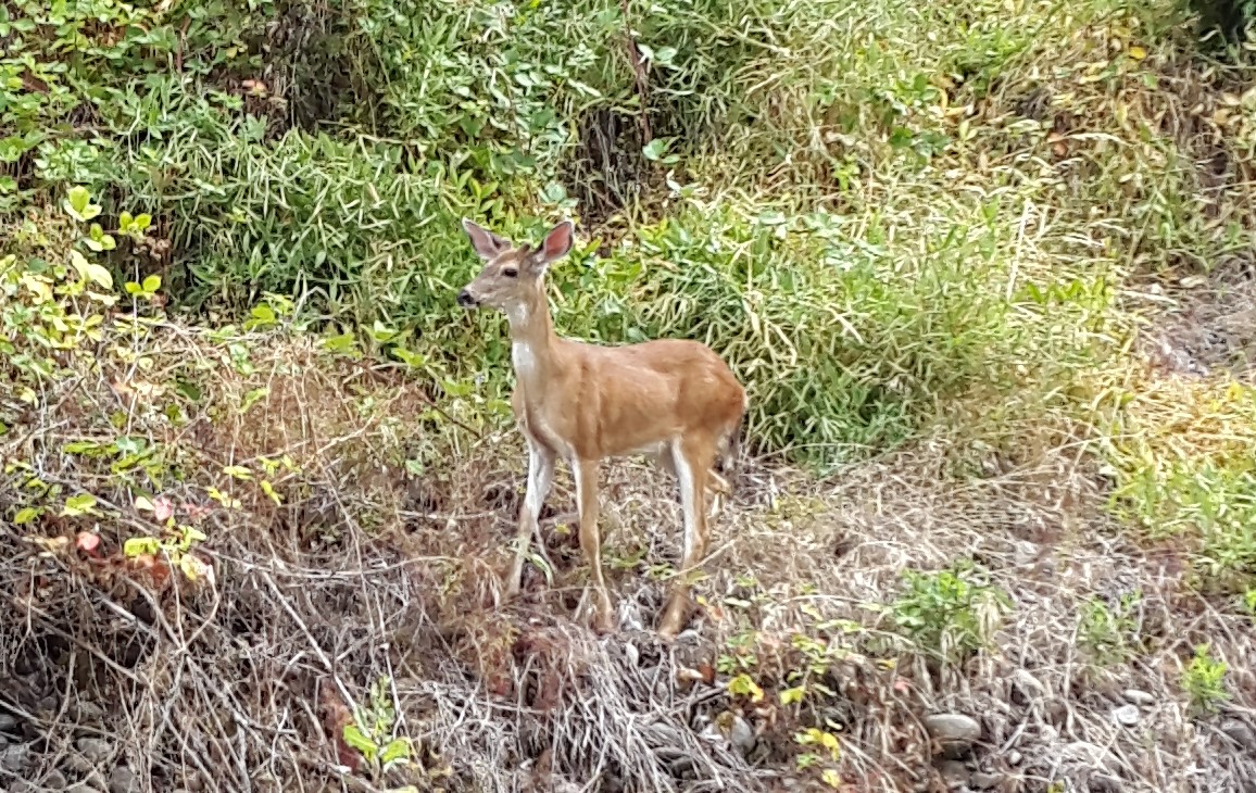 Deer seen on SW Trails July 2016 walk along the Springwater Corridor