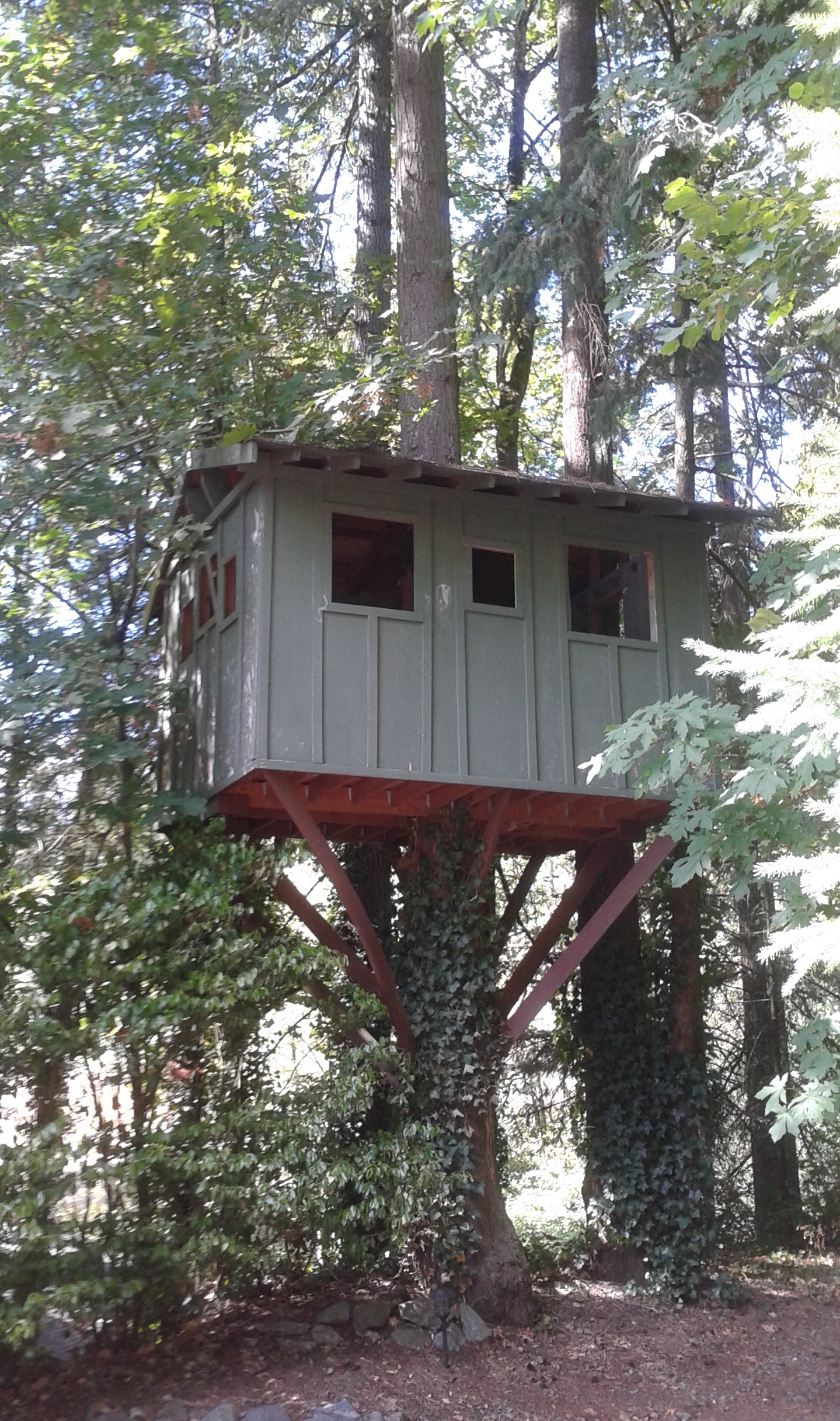 treehouse-on-hillside-drive